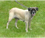 Small #2 Mastiff Mix