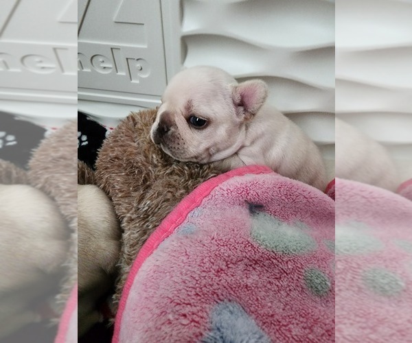Medium Photo #2 French Bulldog Puppy For Sale in FT MYERS, FL, USA