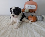 Small #13 ShihPoo