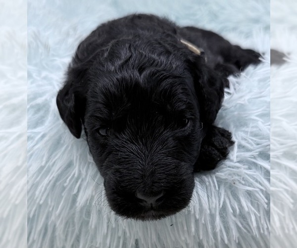 Medium Photo #47 Goldendoodle Puppy For Sale in PIERSON, FL, USA
