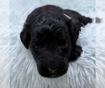 Small Photo #47 Goldendoodle Puppy For Sale in PIERSON, FL, USA