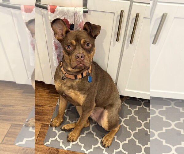 Medium Photo #1 American Staffordshire Terrier-Boston Terrier Mix Puppy For Sale in Arlington, VA, USA