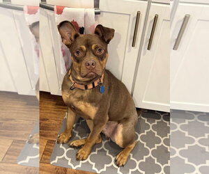 American Staffordshire Terrier-Boston Terrier Mix Dogs for adoption in Arlington, VA, USA