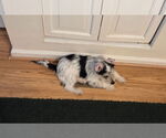 Small #6 Dachshund