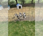 Small Photo #8 American Bulldog Puppy For Sale in BRINGHURST, IN, USA