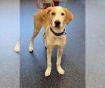 Small Photo #3 Mutt Puppy For Sale in Boonton, NJ, USA