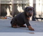 Small #1 Doberman Pinscher