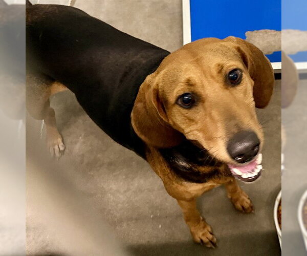 Medium Photo #1 Bloodhound-Unknown Mix Puppy For Sale in Tavares, FL, USA
