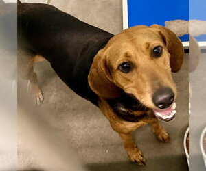 Bloodhound-Unknown Mix Dogs for adoption in Tavares, FL, USA