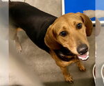 Small Bloodhound Mix