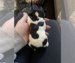 Small #2 Miniature Pinscher