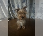 Small #4 Yorkshire Terrier