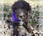 Small Photo #7 Bordoodle Puppy For Sale in FAIR OAKS, CA, USA