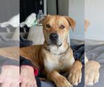 Small #1 Labrador Retriever Mix