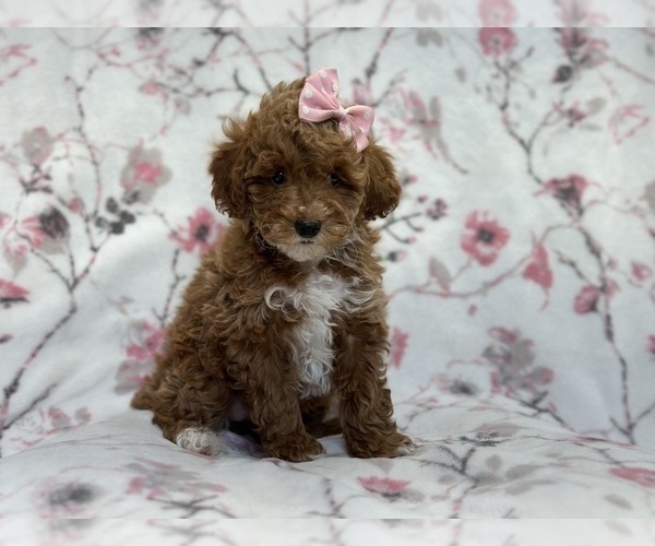 Medium Photo #6 Poodle (Toy) Puppy For Sale in LAKELAND, FL, USA