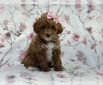 Small Photo #6 Poodle (Toy) Puppy For Sale in LAKELAND, FL, USA