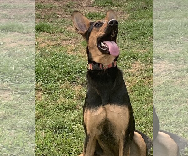 Medium Photo #20 Doberman Pinscher-German Shepherd Dog Mix Puppy For Sale in Spring, TX, USA