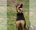 Small Photo #20 Doberman Pinscher-German Shepherd Dog Mix Puppy For Sale in Spring, TX, USA