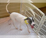 Small #2 American Pit Bull Terrier Mix