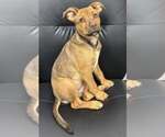 Small #9 American Pit Bull Terrier-Spaniel Mix