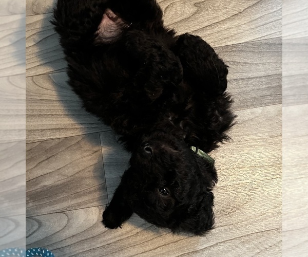 Medium Photo #7 Goldendoodle Puppy For Sale in WEST LINN, OR, USA