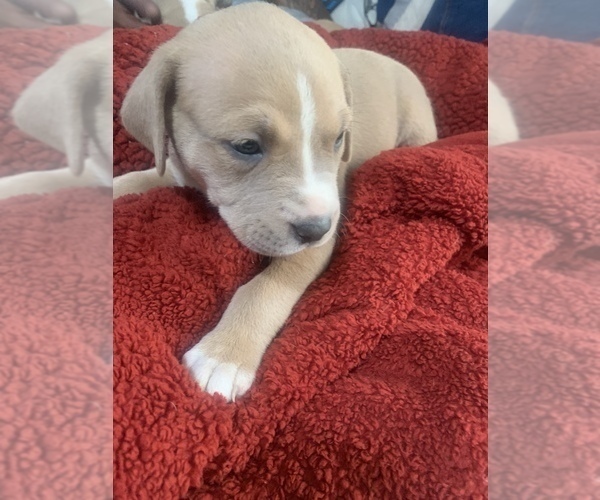 Medium Photo #3 America Bandogge Mastiff-Cane Corso Mix Puppy For Sale in KINGSPORT, TN, USA