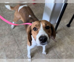 Mutt Dogs for adoption in Raleigh, NC, USA