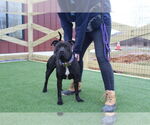 Small #3 American Pit Bull Terrier