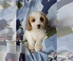 Small Photo #2 Cavapoo Puppy For Sale in MILWAUKEE, WI, USA