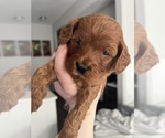 Small Photo #4 Cavapoo Puppy For Sale in MEDFORD, MA, USA