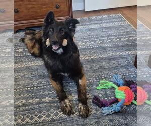 Collie-Unknown Mix Dogs for adoption in Aurora, CO, USA