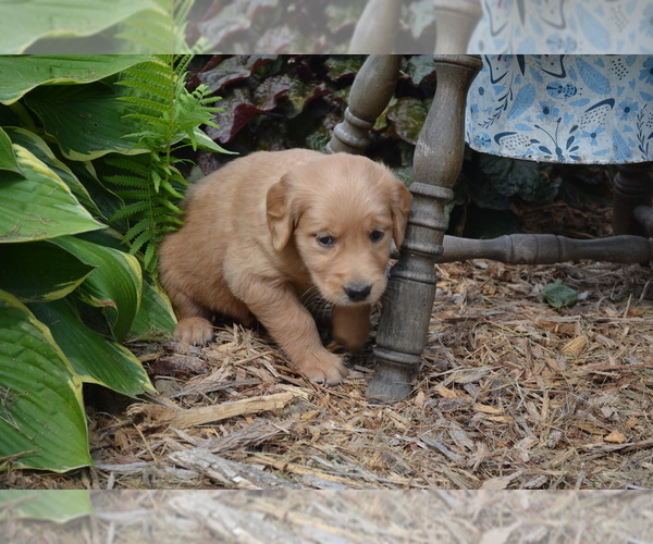 Medium Photo #10 Golden Retriever Puppy For Sale in GREENWOOD, WI, USA