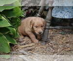 Small Photo #10 Golden Retriever Puppy For Sale in GREENWOOD, WI, USA