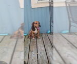 Small #32 Beagle
