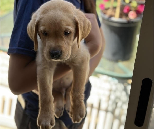 Medium Photo #8 Labrador Retriever Puppy For Sale in OAKLEY, CA, USA