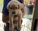 Small Photo #8 Labrador Retriever Puppy For Sale in OAKLEY, CA, USA