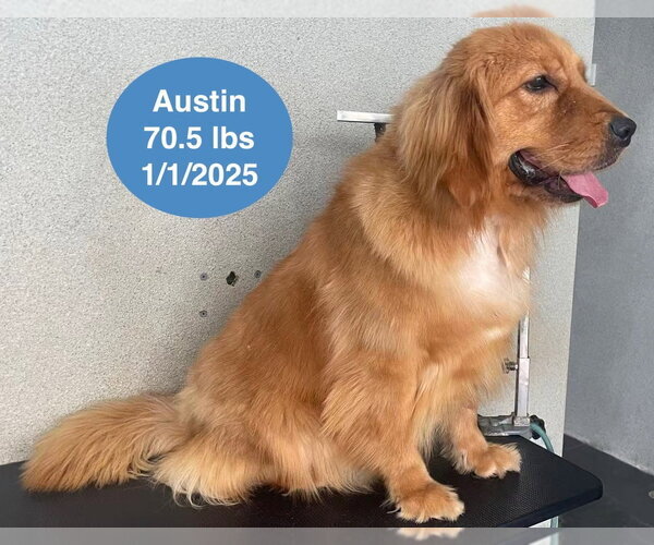 Medium Photo #6 Golden Retriever Puppy For Sale in West Hollywood, CA, USA