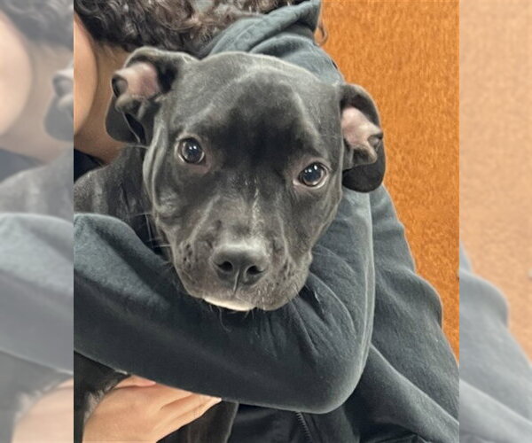 Medium Photo #1 Mutt Puppy For Sale in Rancho Cucamonga, CA, USA