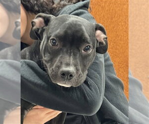 Mutt Dogs for adoption in Rancho Cucamonga, CA, USA