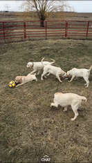 Labrador Retriever Puppy for sale in HUBBARD, IA, USA