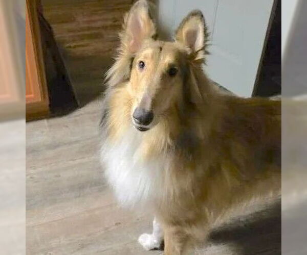 Medium Photo #2 Collie Puppy For Sale in Dublin, OH, USA