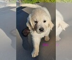 Small #7 English Cream Golden Retriever