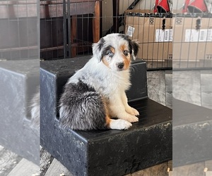 Australian Shepherd Puppy for sale in AMHERST, VA, USA
