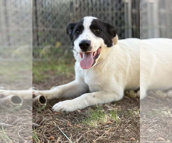 Medium Photo #1 Great Pyrenees Puppy For Sale in Paso Robles, CA, USA