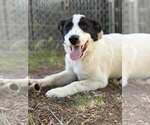 Small Great Pyrenees