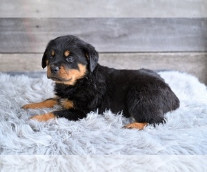 Rottweiler Puppy for sale in MILLERSBURG, OH, USA