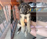 Small #2 German Shepherd Dog
