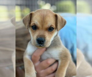 Labrador Retriever-Unknown Mix Dogs for adoption in Dana Point, CA, USA