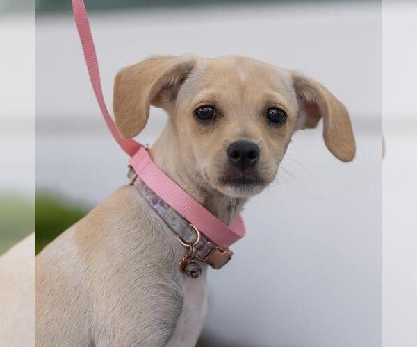 Medium Photo #4 Chihuahua-Spaniel Mix Puppy For Sale in San Diego, CA, USA
