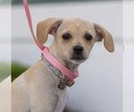 Small #3 Chihuahua-Spaniel Mix